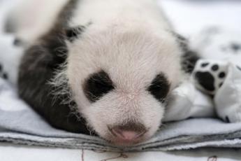 Russia, primo panda gigante nato nel Paese: si chiamerà Katyusha
