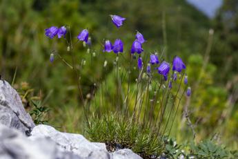 Fiore mai visto, scoperta una nuova specie di Campanula nelle Prealpi