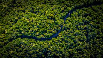 Foresta amazzonica a rischio entro il 2050