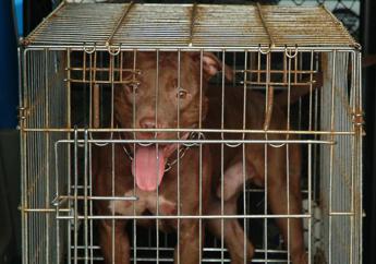 Bimba di 2 anni azzannata da pitbull a Milano, ricoverata in codice rosso: è fuori pericolo