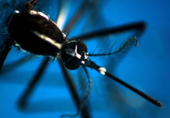 Dengue, in Italia 117 casi nel 2024. Pregliasco: “Saliranno a 500-1.000”