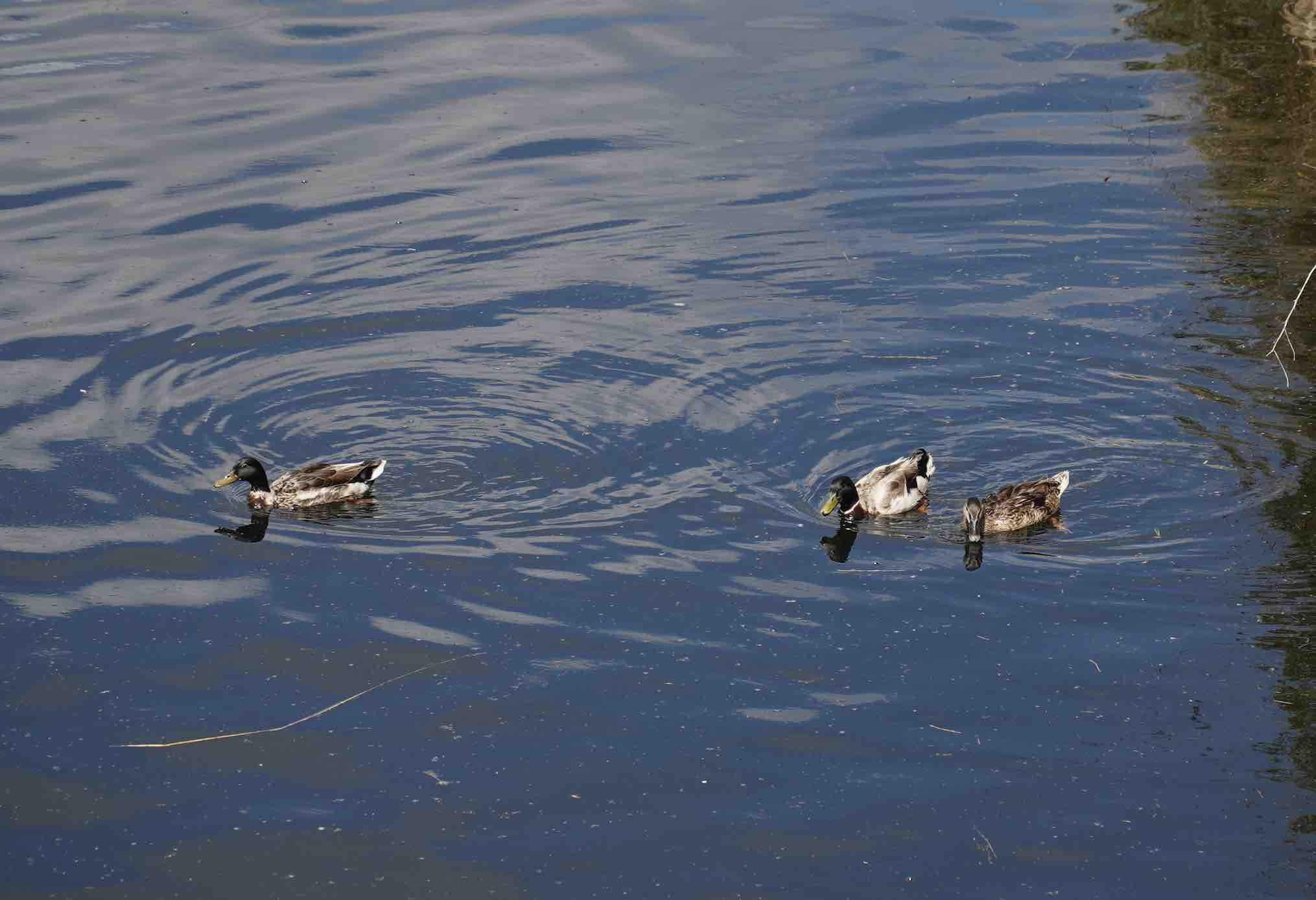 AQP restituisce l’acqua in natura contribuendo a conservare la biodiversità negli ambienti acquatici e terrestri con sistemi di depurazione che ne mantengono alta la qualità