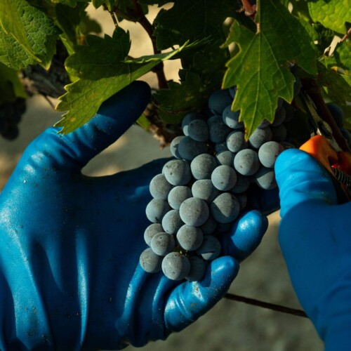 Vendemmia 2025: il Primitivo di Manduria inizia con ottime premesse