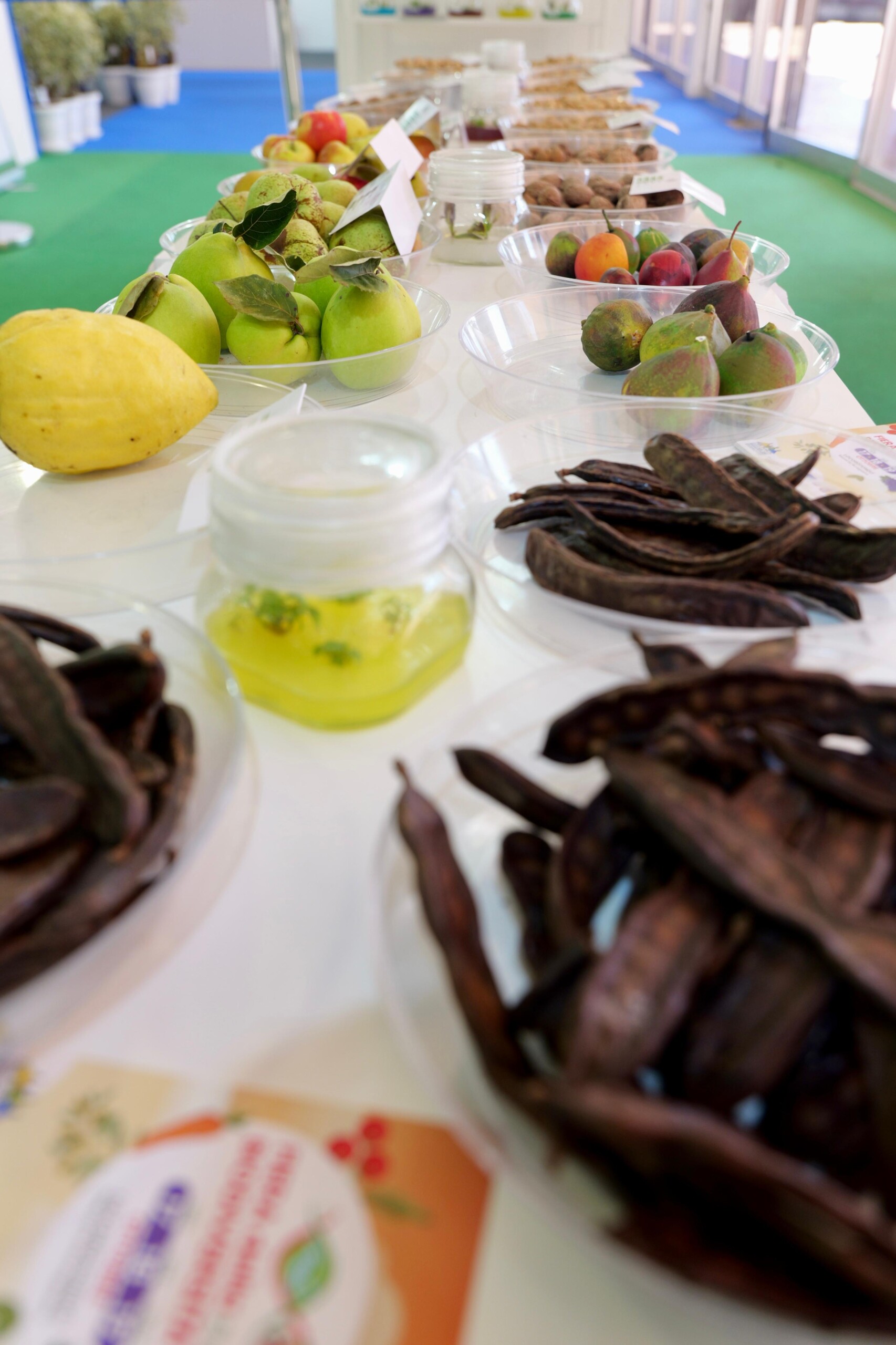 PUGLIAVEGETABLESWORLD.IT, PRESENTATO IL PRIMO PORTALE PER L’ORTOFRUTTA PUGLIESE