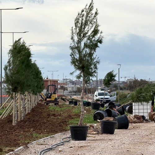 COSTA SUD, INIZIATA LA PIANTUMAZIONE DEGLI ALBERI