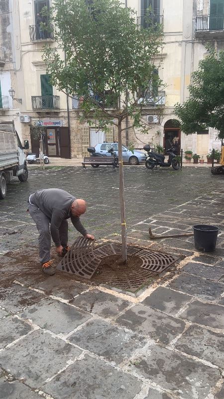 Manutenzione del verde cittadino: effettuata la piantumazione di 2 terebinti e 3 arbusti di metrosideros in piazza San Pietro e di 1 Albero di Giuda a Poggiofranco