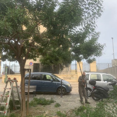 Manutenzione del verde cittadino: effettuata la piantumazione di 2 terebinti e 3 arbusti di metrosideros in piazza San Pietro e di 1 Albero di Giuda a Poggiofranco