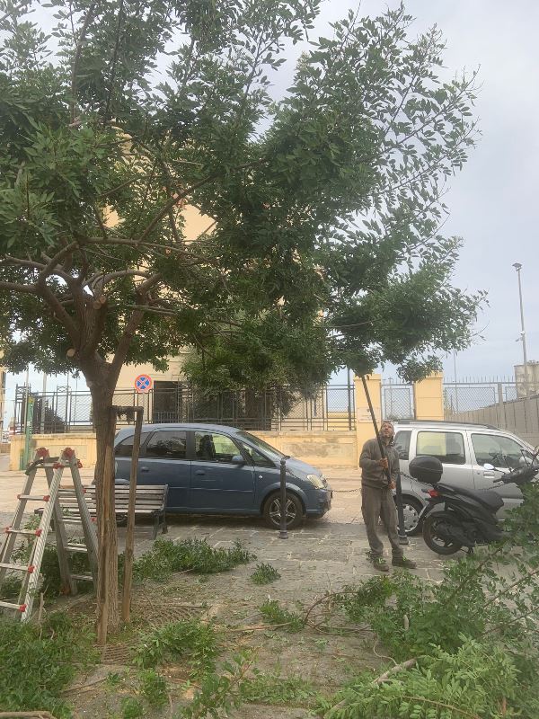 Manutenzione del verde cittadino: effettuata la piantumazione di 2 terebinti e 3 arbusti di metrosideros in piazza San Pietro e di 1 Albero di Giuda a Poggiofranco