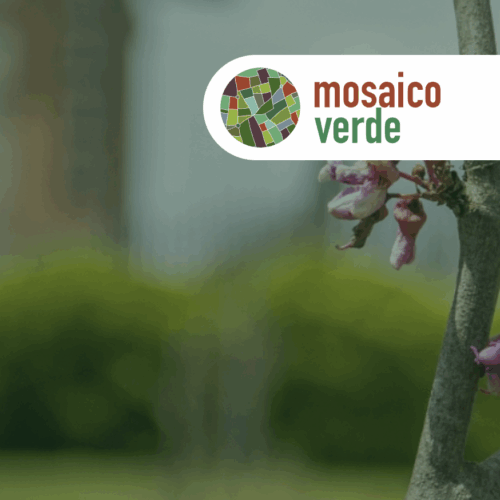 “Mosaico Verde”: il 13 dicembre l’intervento di forestazione di un’area del quartiere San Paolo grazie ai ConnAction Days di Fastweb+Vodafone