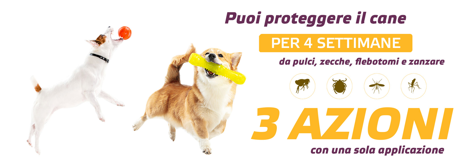 Proteggi il tuo amico a quattro zampe: scopri Duecto, il trattamento per pulci e zecche