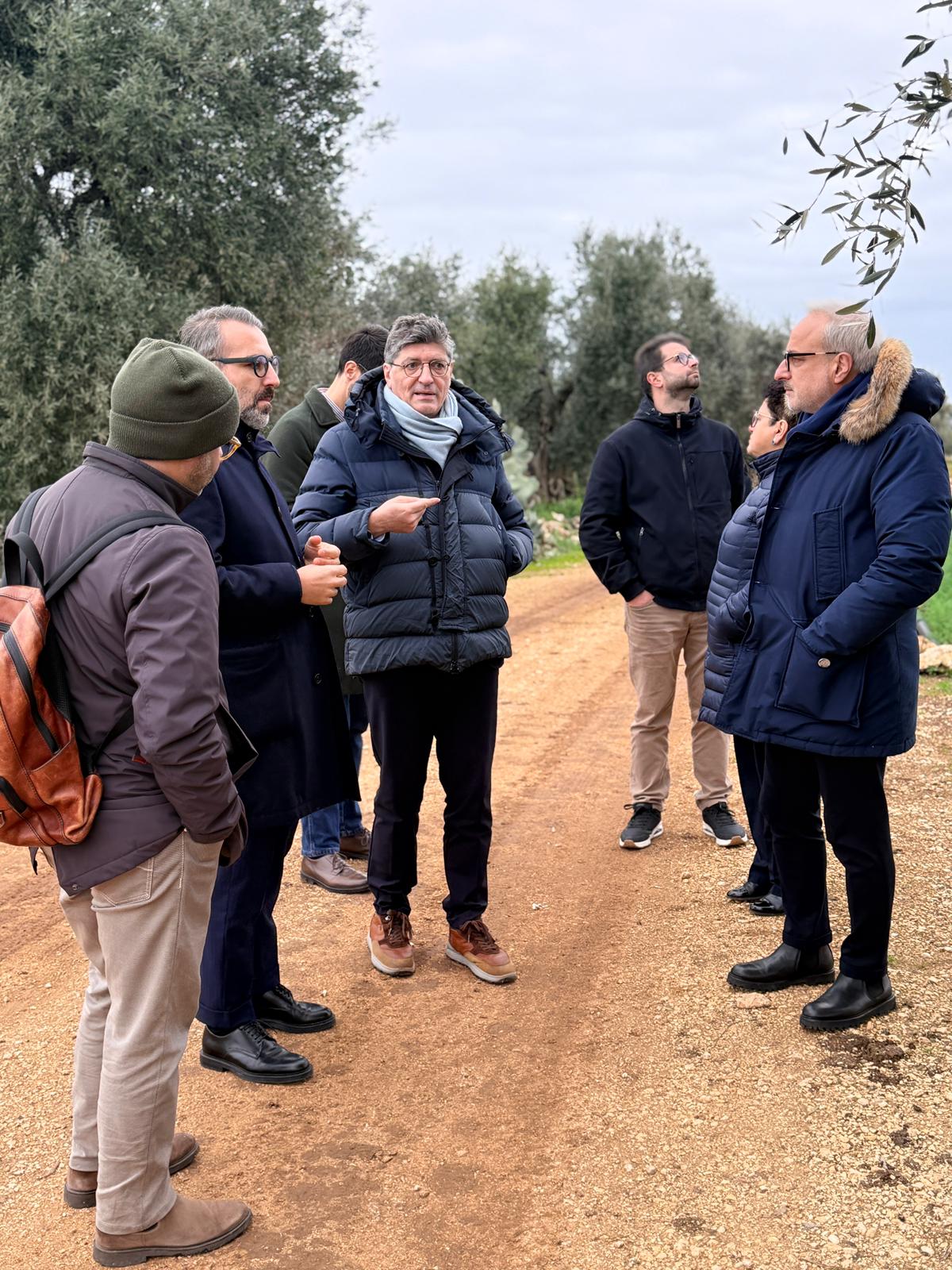 Xylella in agro di Bitonto, assessore Paolicelli: "Caso isolato, manteniamo alta l'attenzione. I nostri protocolli di monitoraggio e contenimento ci confermano l'efficacia dell'azione regionale"
