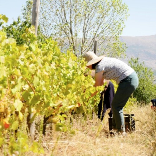 CIHEAM Bari – Innovazione, tipicità ed eccellenza: la cooperazione italiana come leva di sviluppo del sistema agroalimentare balcanico