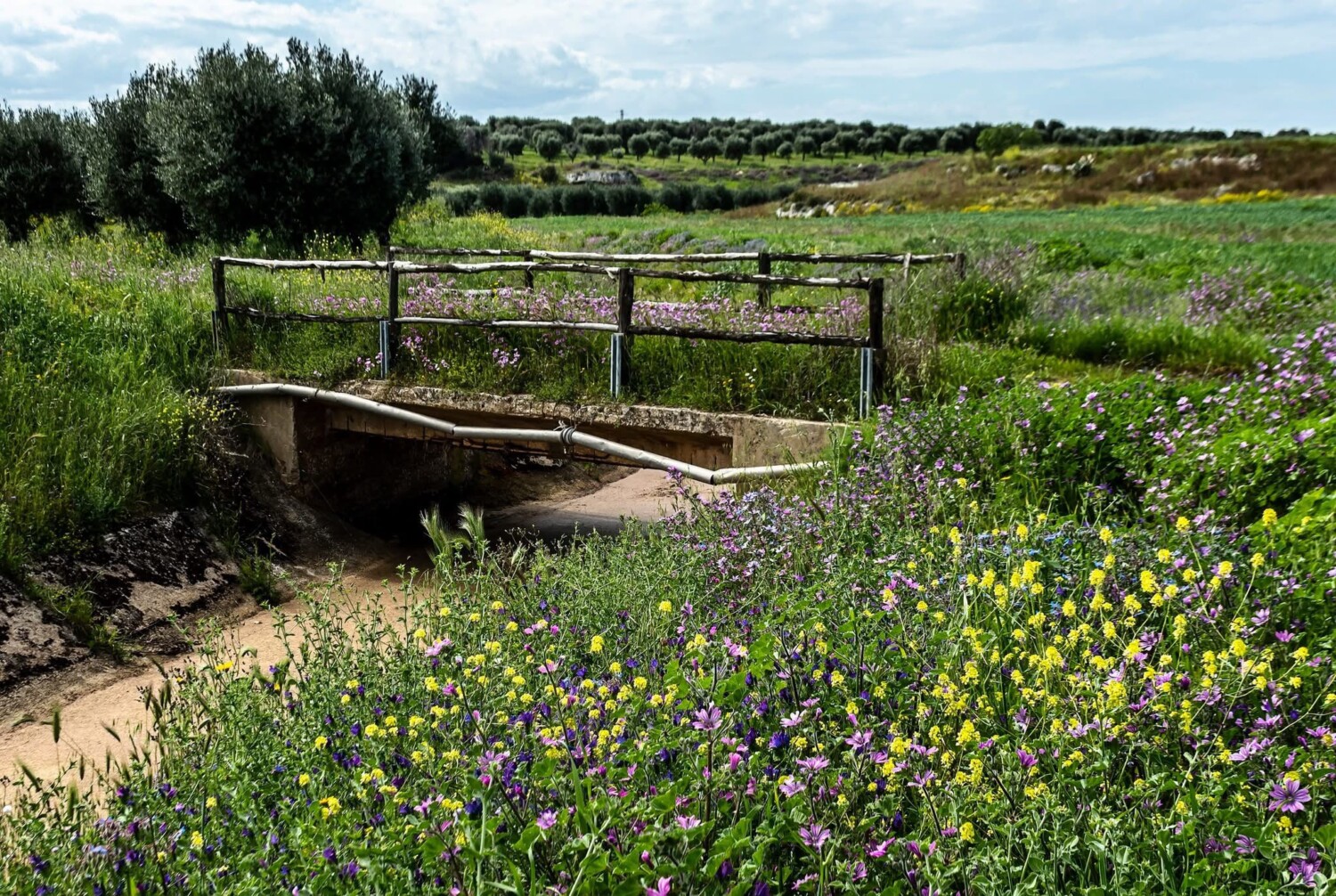 Dalle sorgenti al mare, 25 milioni per il Canale Reale: così la Puglia si prende cura dell’acqua. Piemontese: “Diamo forza al primo Contratto di Fiume della Puglia”