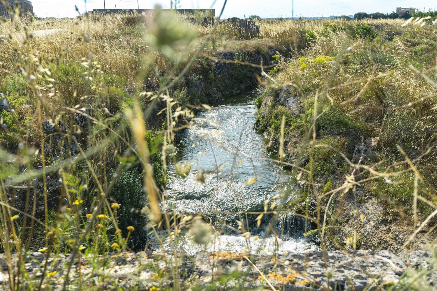 Dalle sorgenti al mare, 25 milioni per il Canale Reale: così la Puglia si prende cura dell’acqua. Piemontese: “Diamo forza al primo Contratto di Fiume della Puglia”