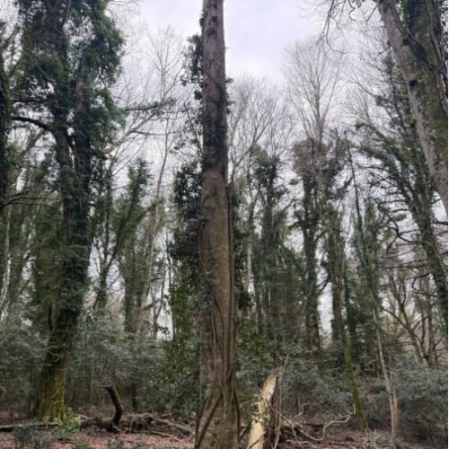 Foreste di Puglia: riconosciuto il Bosco vetusto “Falascone” e approvate le nuove linee guida per i vivai forestali