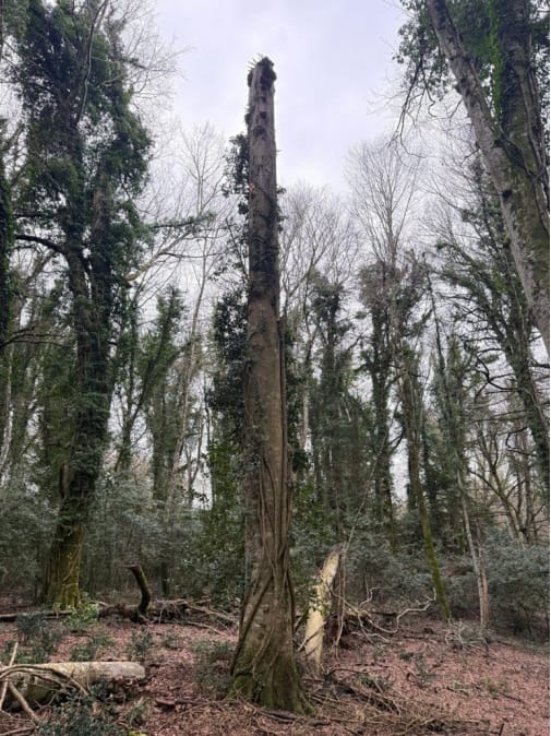 Foreste di Puglia: riconosciuto il Bosco vetusto "Falascone" e approvate le nuove linee guida per i vivai forestali